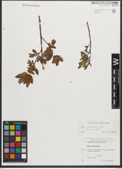 Foto von Salix starkeana Willd.